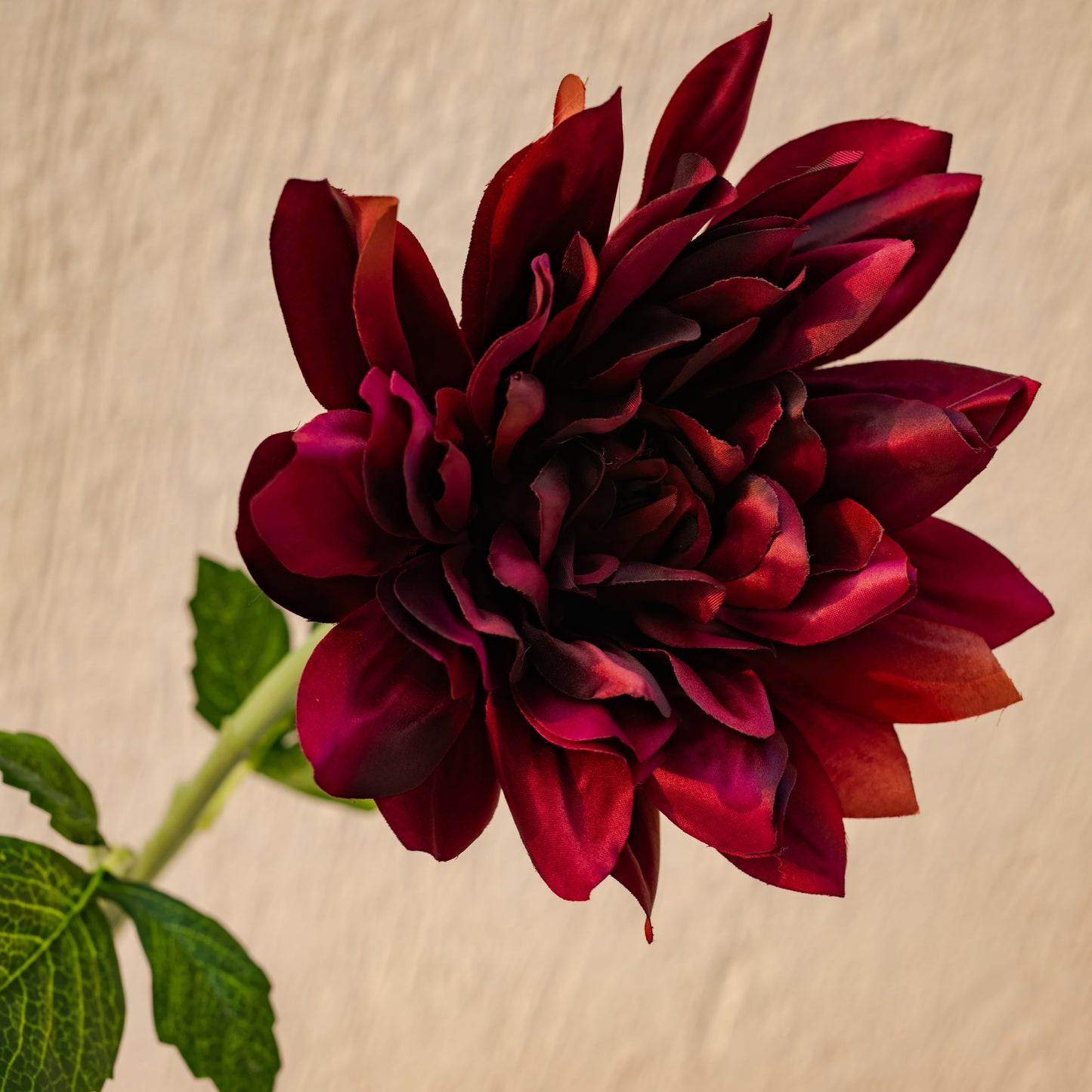 Dahlia flower