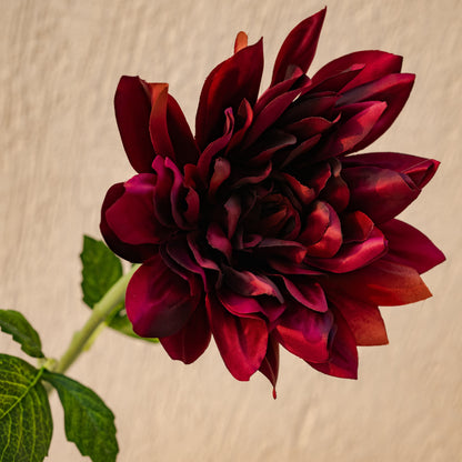 Dahlia flower