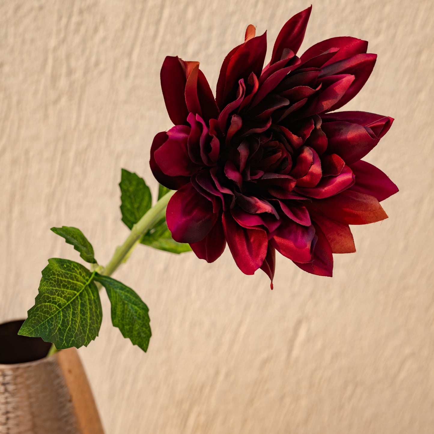 Dahlia flower