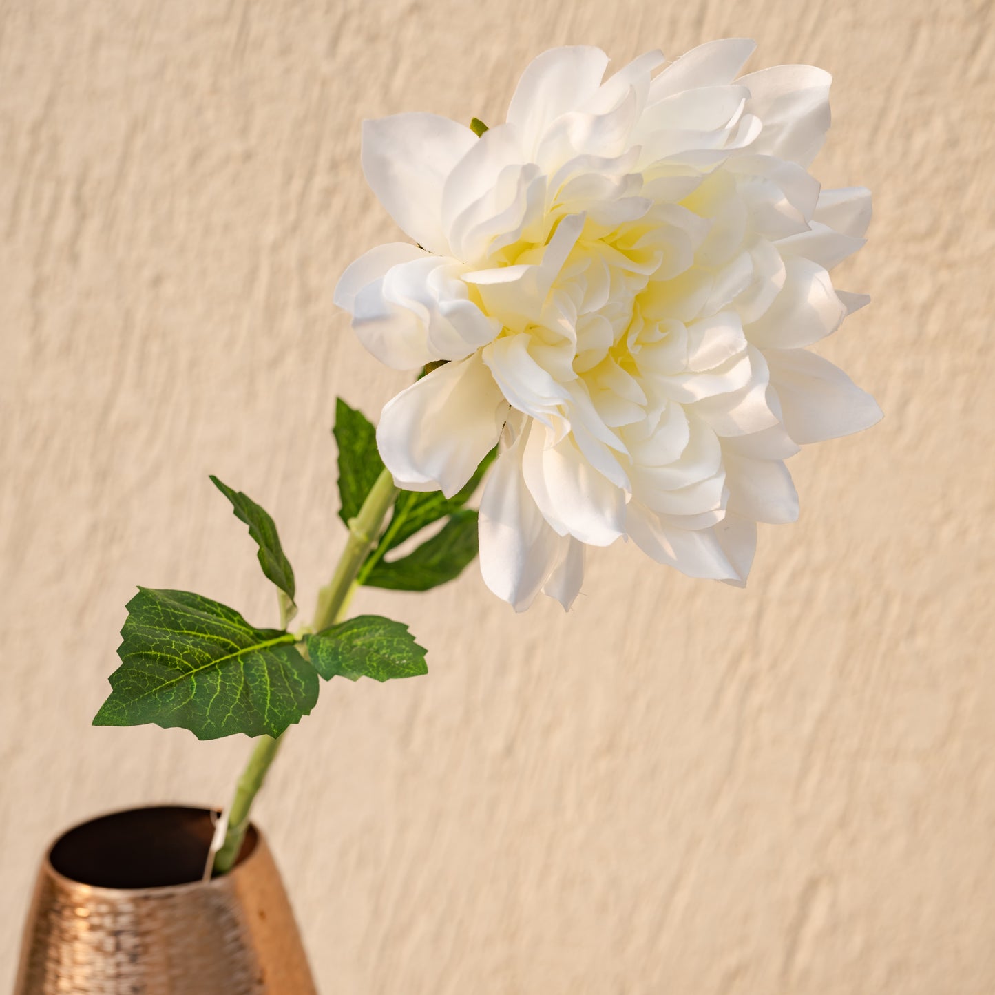 Dahlia flower